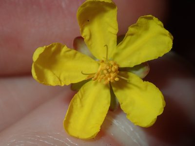 Hibbertia pedunculata, photographed by Thomas Mesaglio
