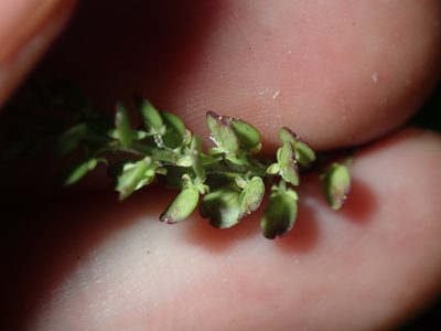 Lepidium bonariense, photographed by Thomas Mesaglio