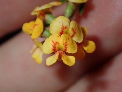 Chorizema parviflorum, photographed by Thomas Mesaglio