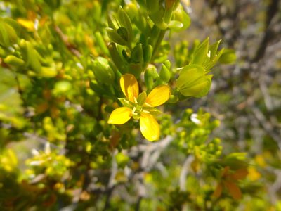 Roepera aurantiaca, photographed by Kiri Bee