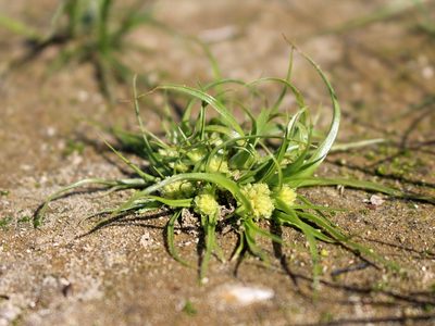 Cyperus michelianus, photographed by Юрий Данилевский (Yuriy Danilevsky)