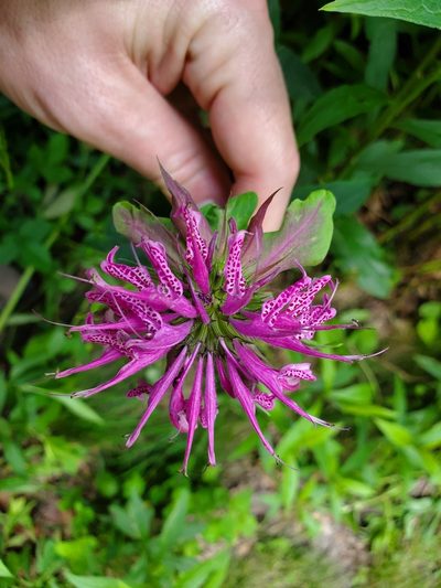 Monarda media, photographed by Will Kuhn