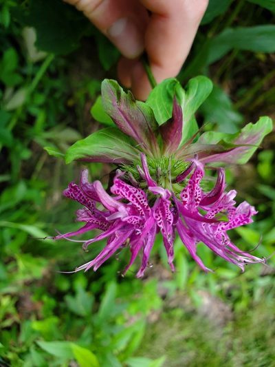 Monarda media, photographed by Will Kuhn