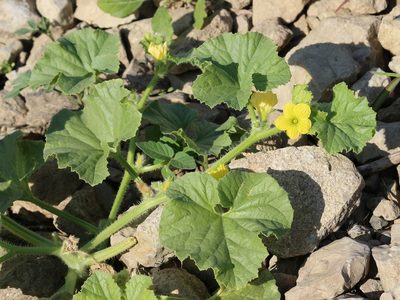 Cucumis sativus, photographed by Юрий Данилевский (Yuriy Danilevsky)
