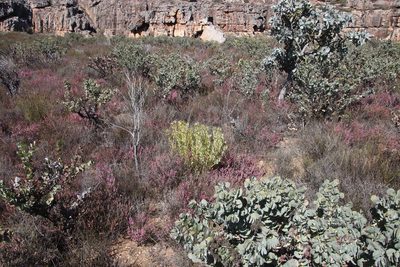 Leucadendron loranthifolium, photographed by Tony Rebelo