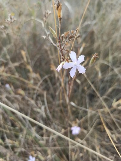 Dianthus pallidiflorus, photographed by Иван Ковтун Ivan Kovtun