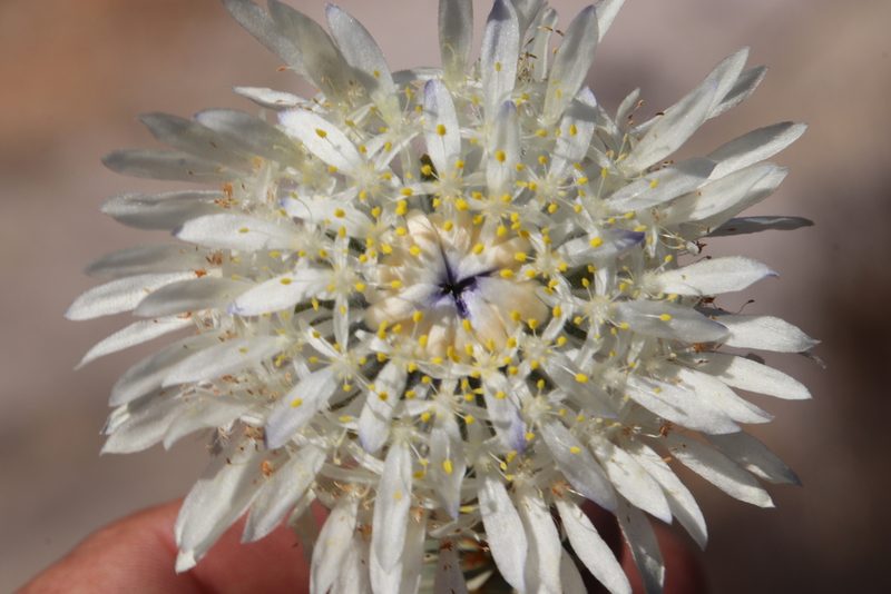 Lachnaea filamentosa, photographed by Tony Rebelo