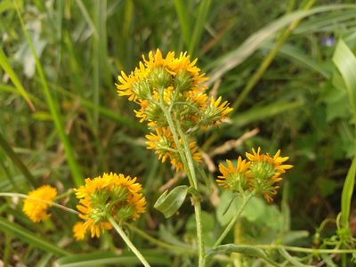 Xanthocephalum gymnospermoides, photographed by Alexis López Hernández