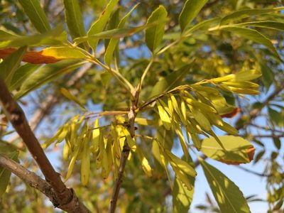 Fraxinus velutina, photographed by Alexis López Hernández