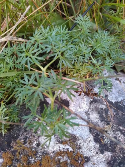 Lomatocarum alpinum, photographed by Екатерина Гущина