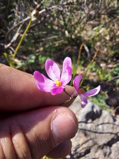 Ixia erubescens, photographed by Jacques van der Merwe