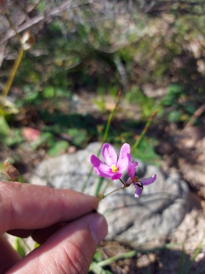 Ixia erubescens, photographed by Jacques van der Merwe