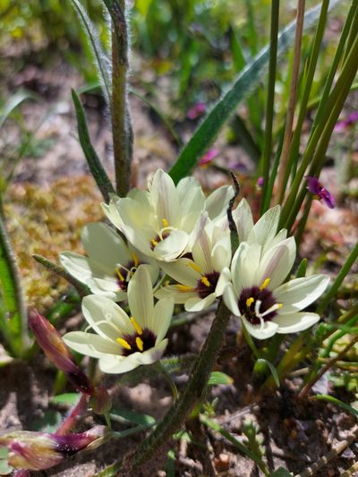 Geissorhiza purpureolutea, photographed by Jacques van der Merwe