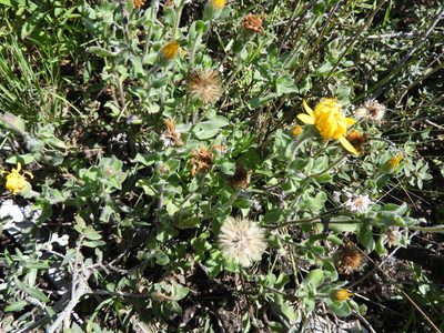 Heterotheca mucronata, photographed by Leticia Jiménez Hernández