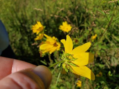 Bidens polylepis, photographed by Tom Field