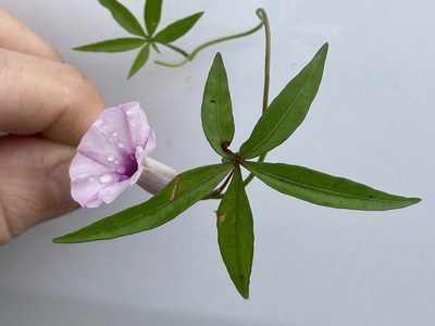 Ipomoea heptaphylla, photographed by kent ozment