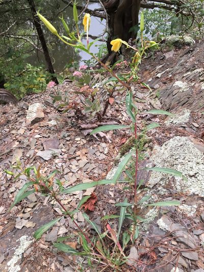 Oenothera argillicola, photographed by Bonnie Isaac