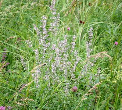 Nepeta nuda, photographed by Safina Rezeda