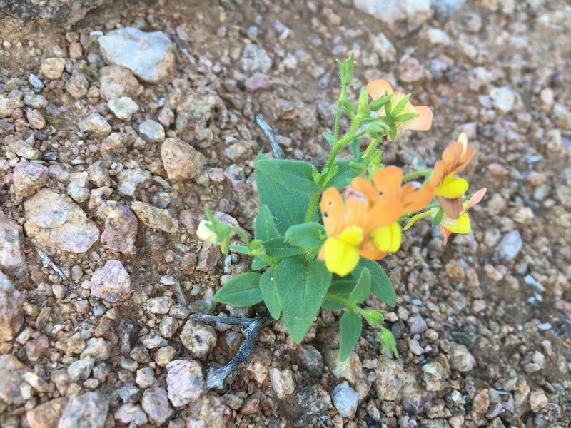 Nemesia williamsonii, photographed by Caroline Voget