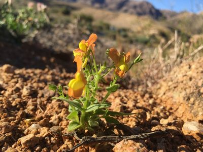 Nemesia williamsonii, photographed by Caroline Voget