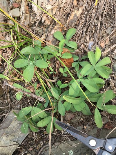 Trifolium virginicum, photographed by Bonnie Isaac