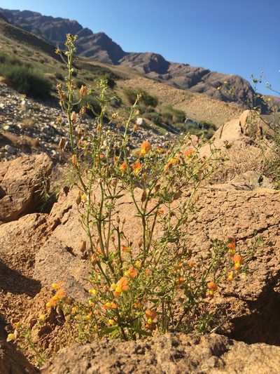 Nemesia williamsonii, photographed by Caroline Voget