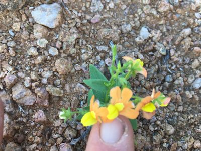 Nemesia williamsonii, photographed by Caroline Voget
