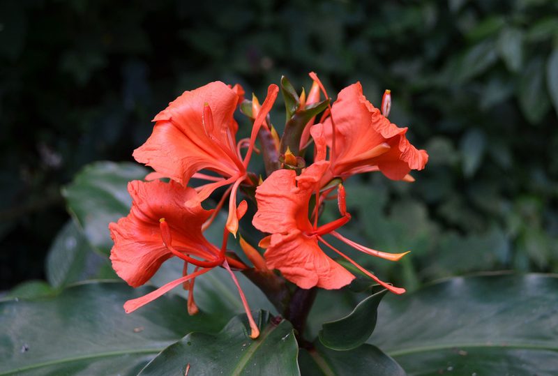 Hedychium greenii, photographed by Ansil B.R.