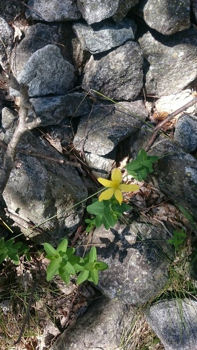 Hypericum richeri, photographed by purperlibel
