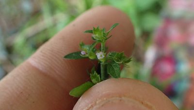Hedeoma pulegioides, photographed by John Abrams
