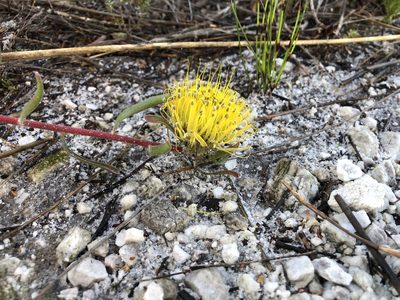 Leucospermum gracile, photographed by djsc0