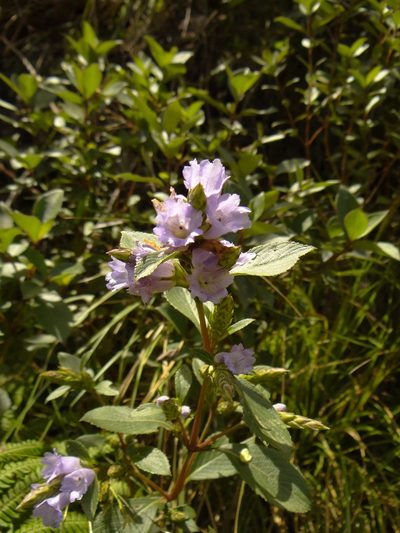 Strobilanthes kunthiana, photographed by Ansil B.R.
