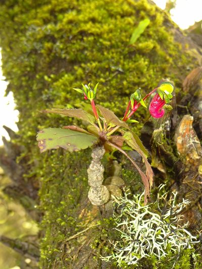 Impatiens parasitica, photographed by Ansil B.R.