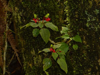 Impatiens parasitica, photographed by Ansil B.R.