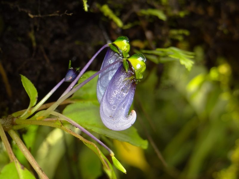 Impatiens violacea, photographed by Ansil B.R.