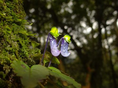 Impatiens violacea, photographed by Ansil B.R.