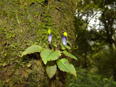 Impatiens violacea, photographed by Ansil B.R.