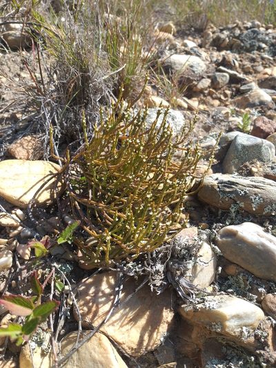 Thesium flexuosum, photographed by kevin koen