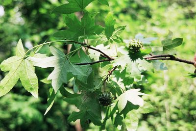 Liquidambar orientalis, photographed by Rafael Medina