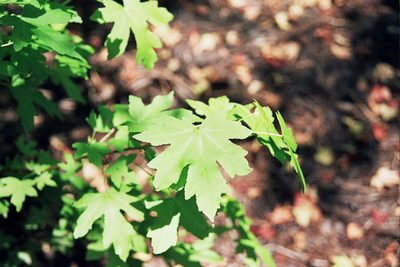 Liquidambar orientalis, photographed by Rafael Medina