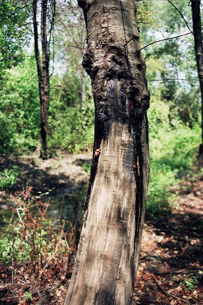 Liquidambar orientalis, photographed by Rafael Medina