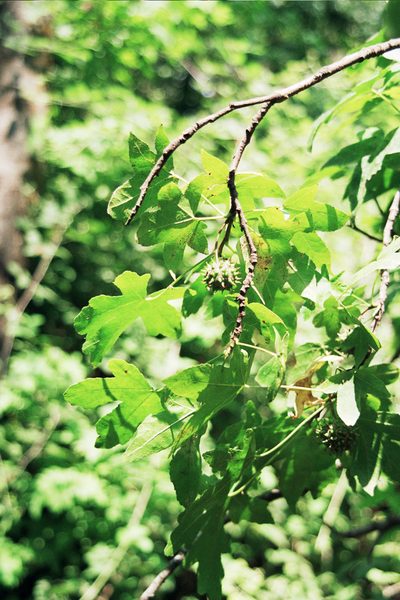 Liquidambar orientalis, photographed by Rafael Medina