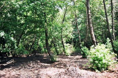 Liquidambar orientalis, photographed by Rafael Medina