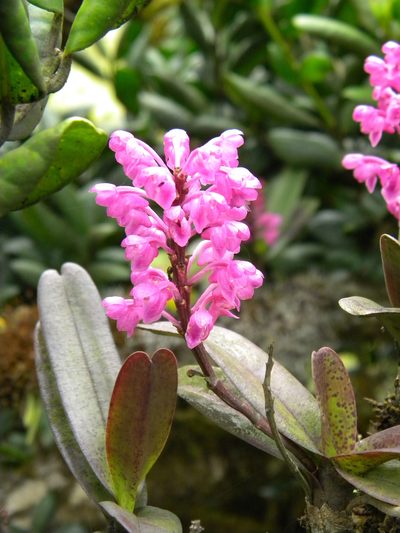 Aerides ringens, photographed by Ansil B.R.