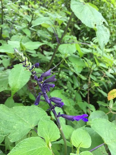 Salvia concolor, photographed by Mariana Yuste Ramírez