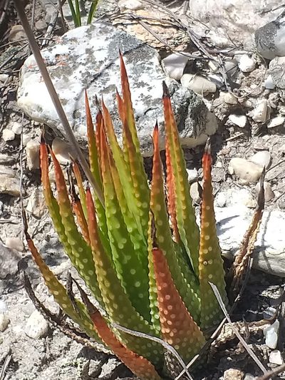 Tulista kingiana, photographed by kevin koen