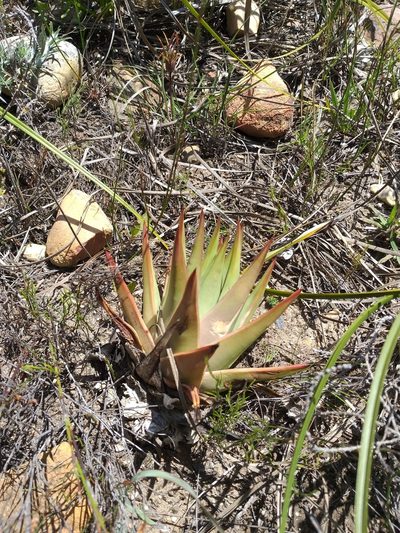 Tulista marginata, photographed by kevin koen