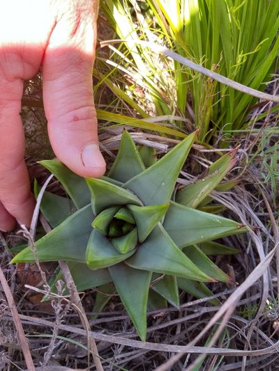 Tulista marginata, photographed by kevin koen