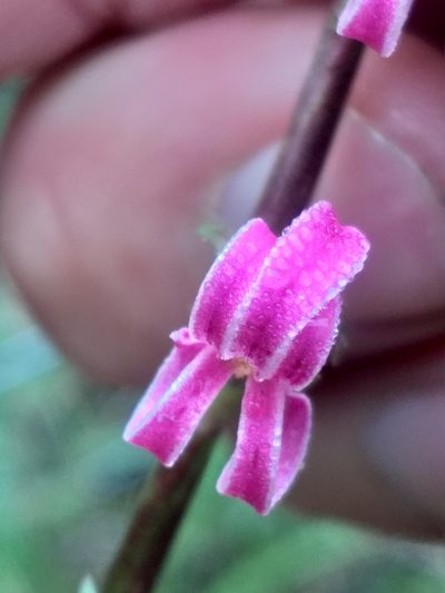 Cyphia phyteuma, photographed by kevin koen