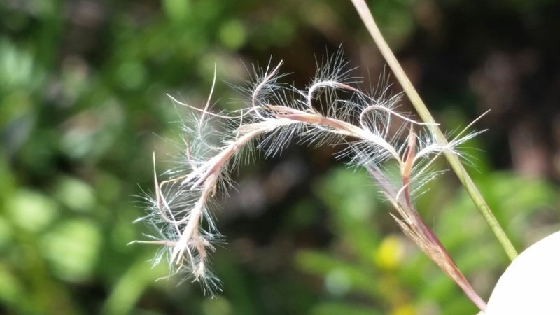 Andropogon stolonifer, photographed by Jay Horn